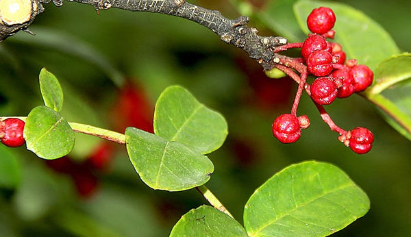 Prickly Ash-bark